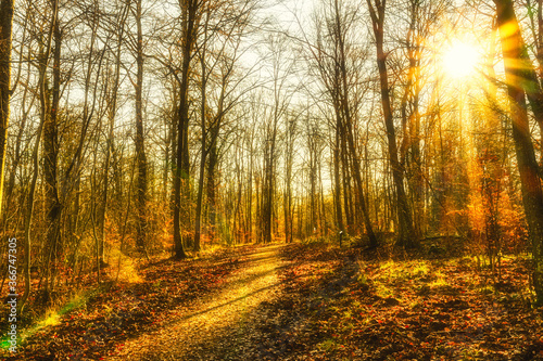 Autumn forest nature © Pierre vincent