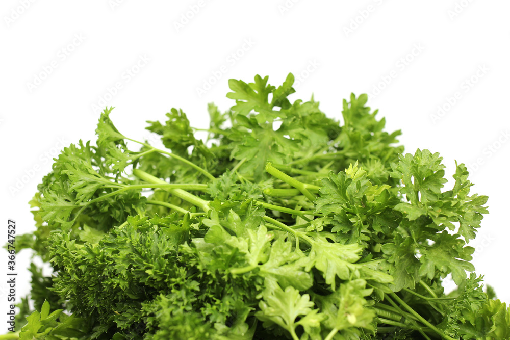 bunch of ripe green parsley isolated on a white background bunch of ripe green parsley isolated on a white background