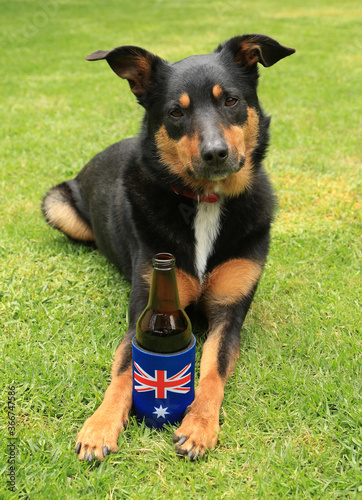 Cute tricolour Kelpie (Australian breed of sheep dog) lying on grass with a beer bottle in a stubby holder decorated with the Australian flag.