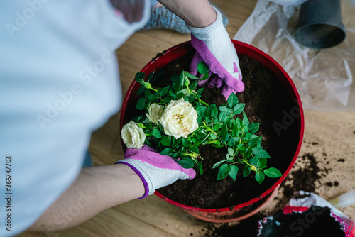 woman planting flowers