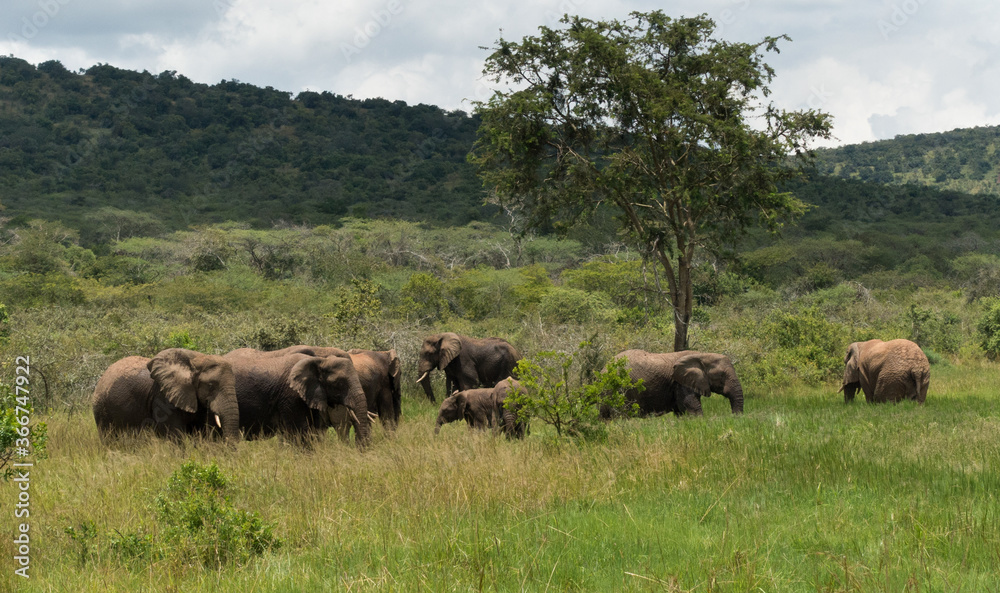 Elephants in the Akagera National Park, Rwanda, Africa