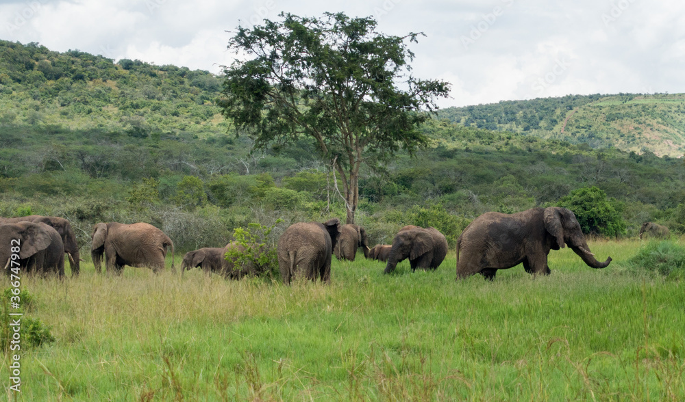 Elephants in the Akagera National Park, Rwanda, Africa Elephants in the Akagera National Park, Rwanda, Africa