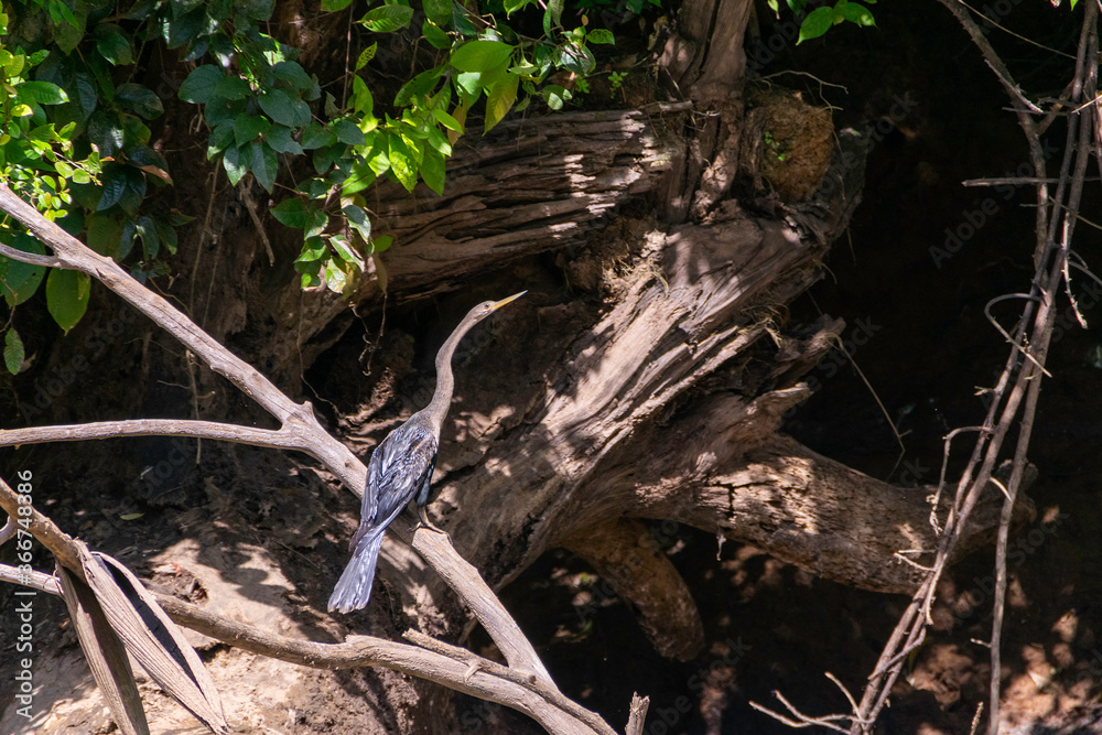 Fototapeta premium Great Blue Heron. I took this picture in Cano negro, Costa Rica.