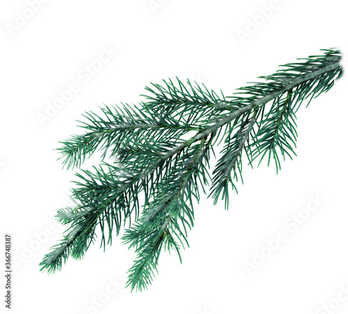 Prickly spruce branch green on a white background . Texture or background.