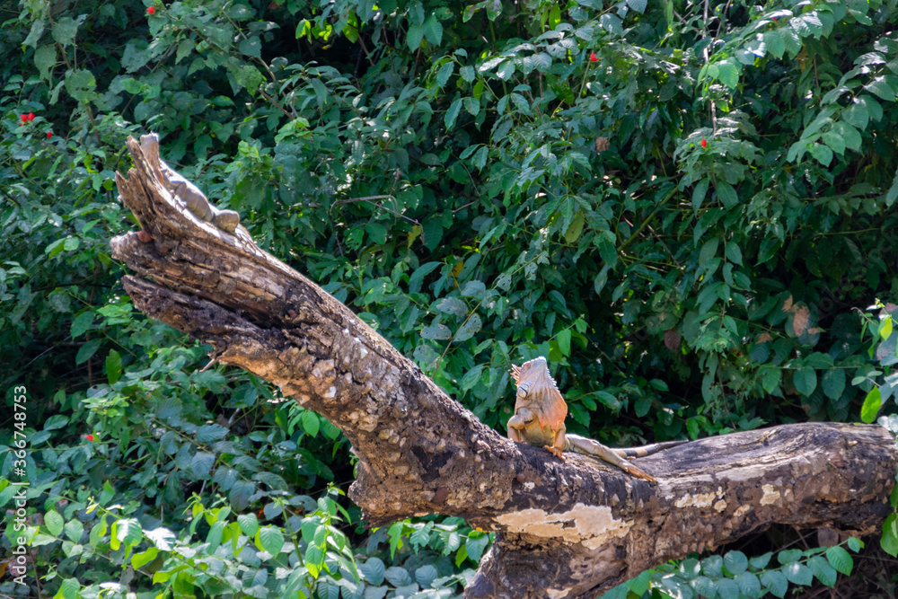 An iguana sunbathing on a tree.
Taken in Cañonegro, Costa Rica. An iguana sunbathing on a tree.
Taken in Cañonegro, Costa Rica.