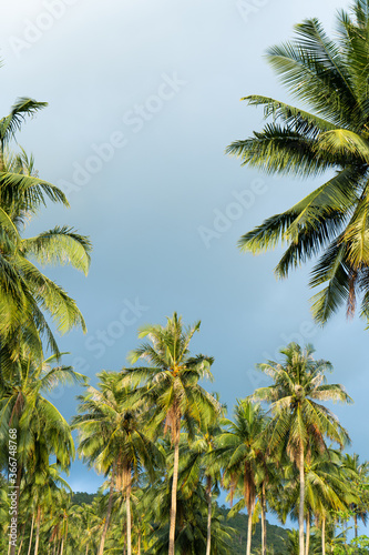 palm grove. Palm trees in the tropical jungle. Symbol of the tropics and warmth