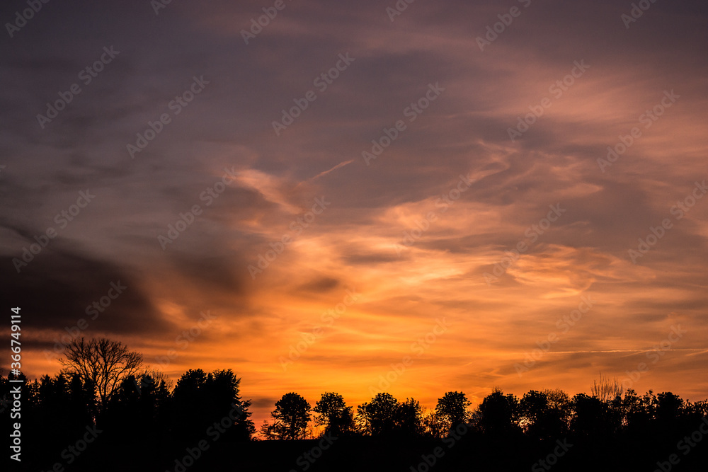 Tree silhouette in the beautiful sunset