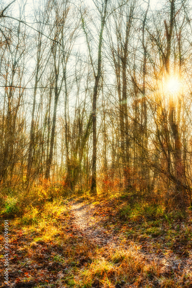 Fototapeta premium Autumn forest nature