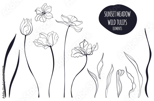 Tulip line art illustration in the scandinavian style