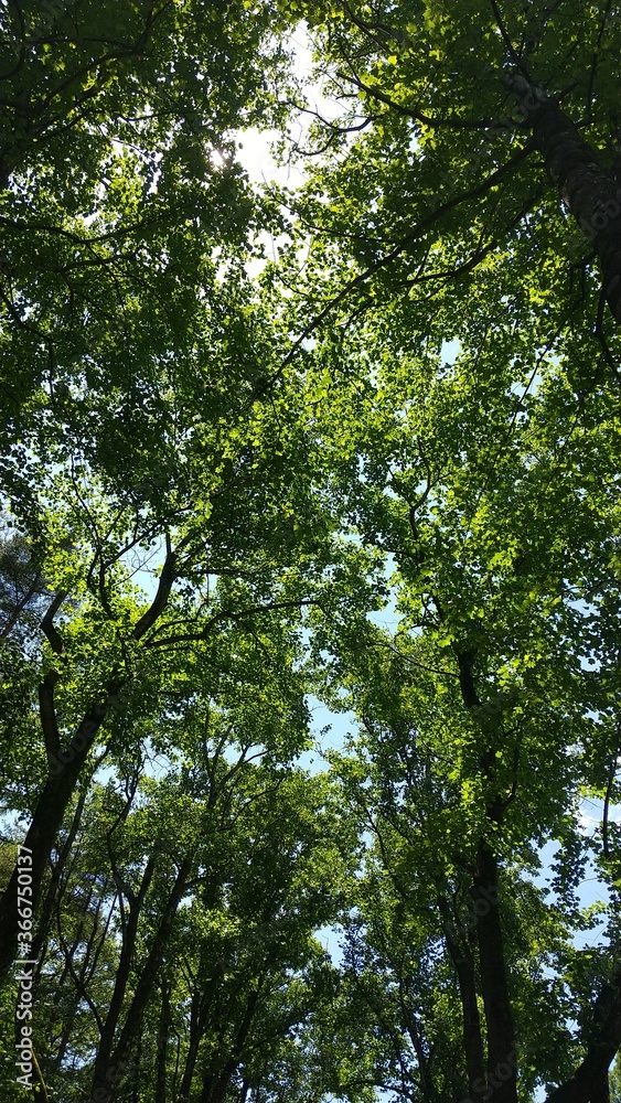 Obraz premium forest in the morning