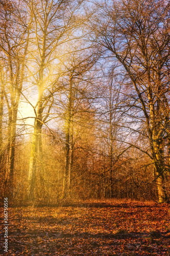 Autumn forest nature