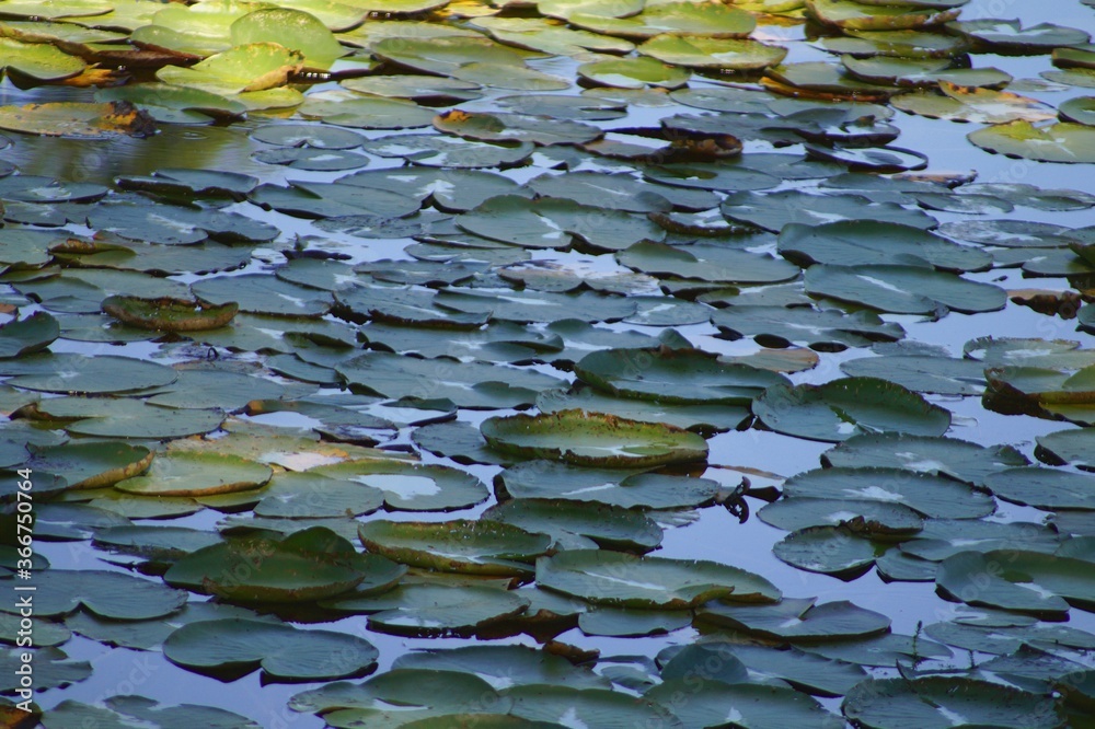 waterlilies in a pond, natural reserve, green leaves floating waterlilies in a pond, natural reserve, green leaves floating