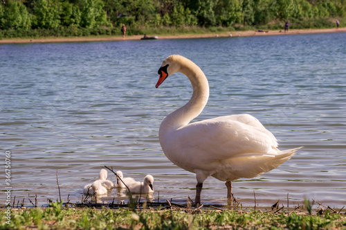 Fototapeta Naklejka Na Ścianę i Meble -  A white female swan with little swans on the bank of the lake