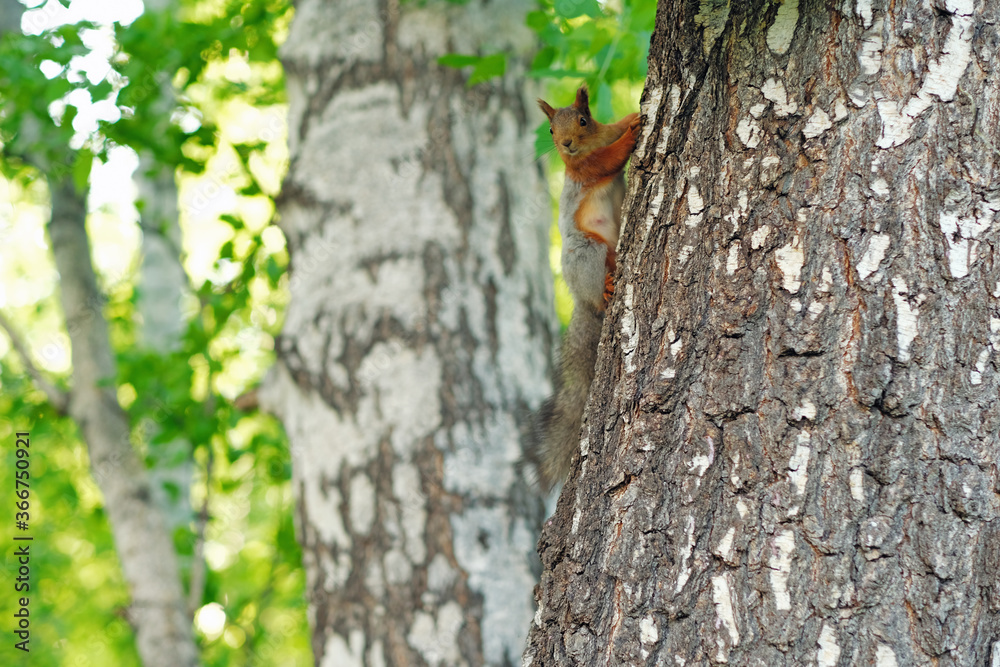 Red squirell on the birch tree among the summer forrest