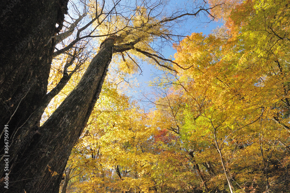 Obraz premium 黄葉の山の風景