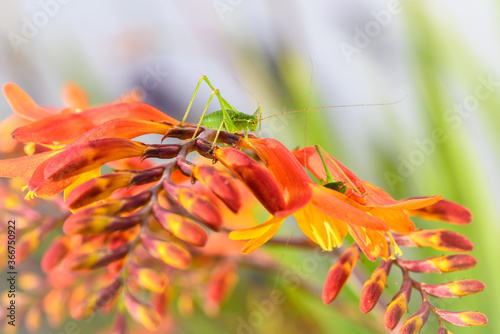small green grasshopper on orange flower