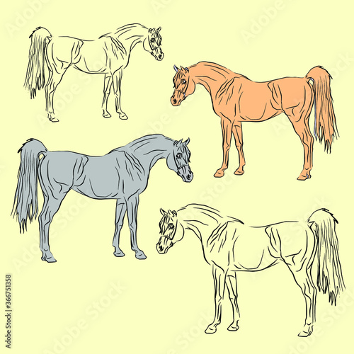 set of isolated drawings of beautiful elite Arab stallion  on white background for design  logo  emblem  poster  coloring