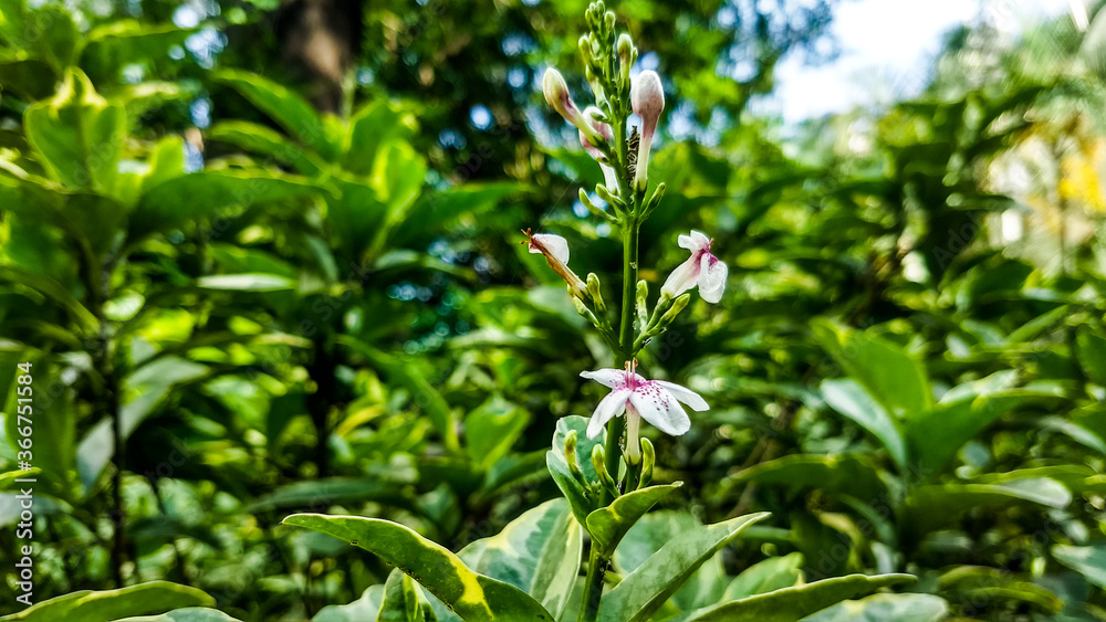 pink flowers and buds in the garden. pink flowers and buds in the garden.