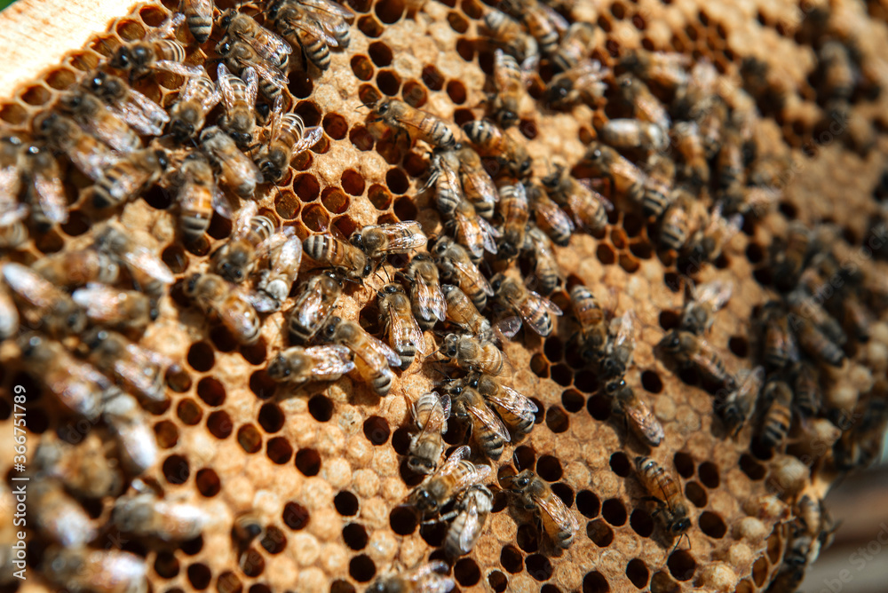 Beehive open for inspection by the beekeeper Beehive open for inspection by the beekeeper