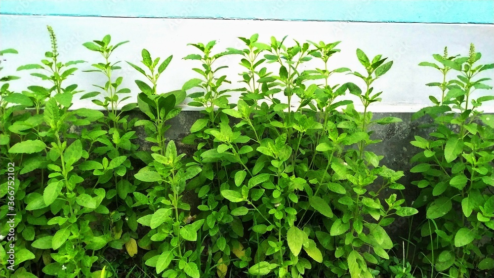 Tulsi Plant in a yard of a house