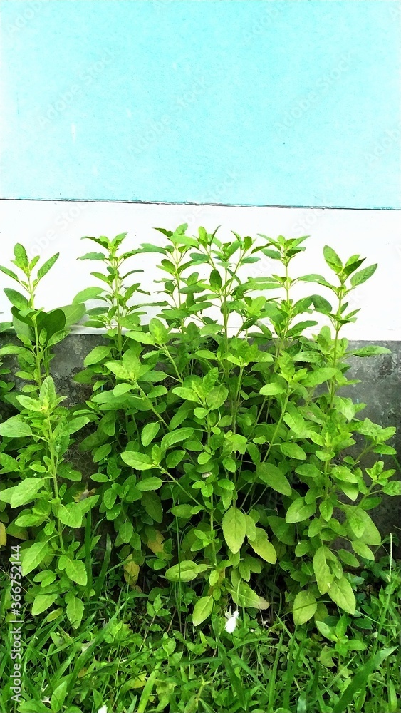 Naklejka premium Tulsi Plant in a yard of a house