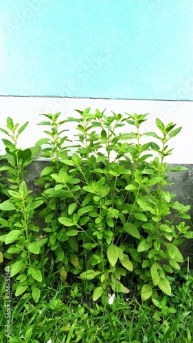 Tulsi Plant in a yard of a house
