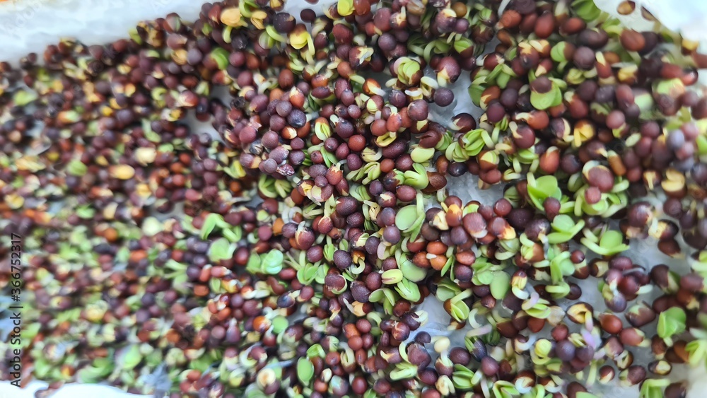 Sprouting the beeds like mustard seeds with small leaves coming out for making the microgreens using tissue Sprouting the beeds like mustard seeds with small leaves coming out for making the microgreens using tissue