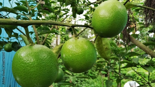 Mosambi is commonly know as ‘sweet lime/sweet lemon’ in English. It is a citrus fruit.Botanical name : Citrus limetta. photo