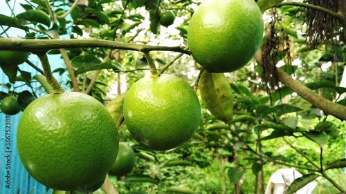 Mosambi is commonly know as ‘sweet lime/sweet lemon’ in English. It is a citrus fruit.Botanical name : Citrus limetta. photo