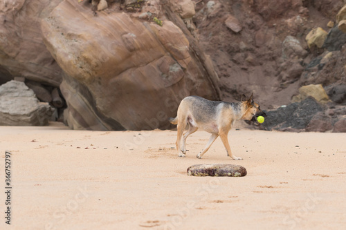 Portrait of a Beautiful German Sheppard playing and running on the beach with a tennis ball