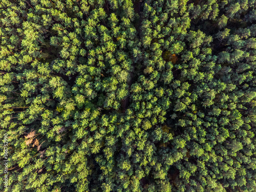 Aerial view of evergreen pine forest.