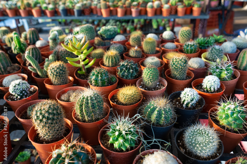 Fototapeta premium Small decorative pots with flowers cacti. View from above. Decor with fresh flowers. Home Flowers