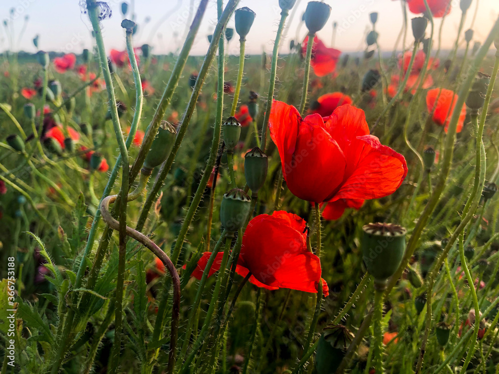 Obraz premium Beautiful field of red poppies