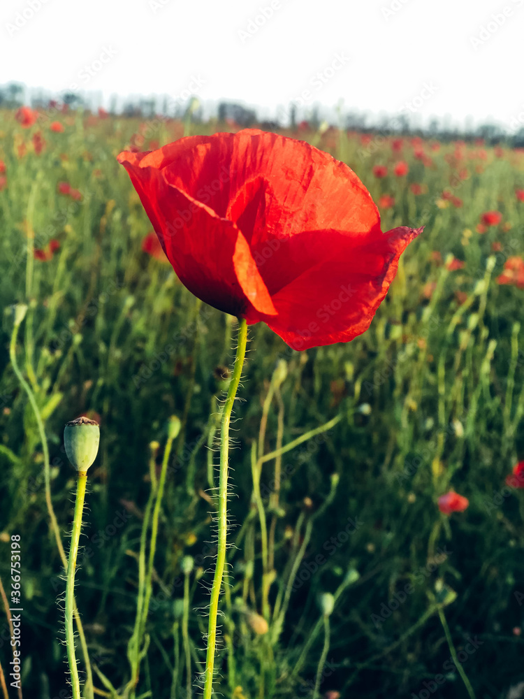 Naklejka premium Beautiful field of red poppies