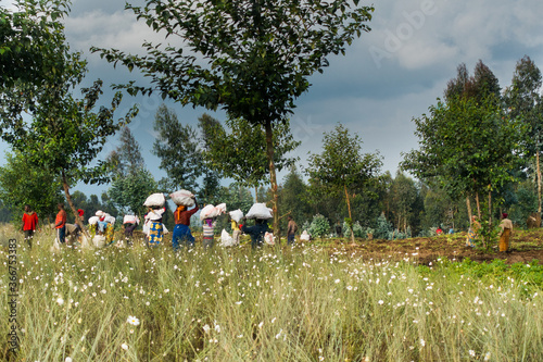 Agriculture in the region of Ruhengeri, Rwanda, Africa photo