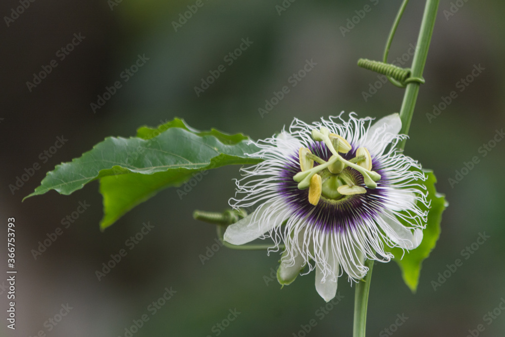 Obraz premium passion fruit flower with leaves