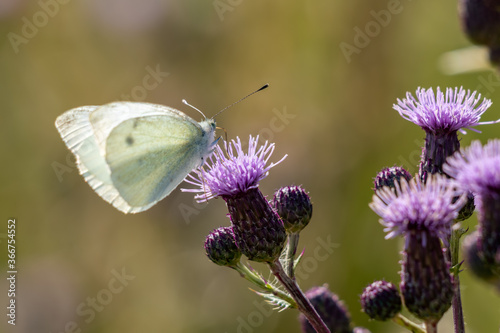 Large White (Pieris brassicae) Butterfly feeding on a thistle flower © philipbird123