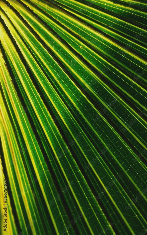 Fototapeta premium texture on a palm tree leaf , green leaf veins , shadow , wallpaper .