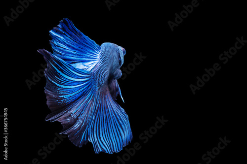 Betta splendens fighting fish in Thailand on isolated black background. The moving moment beautiful of blue&black Siamese betta fancy fish with copy space. © kaew6566