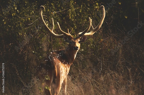 Spotted deer in the forest looking backwards with huge horns. photo