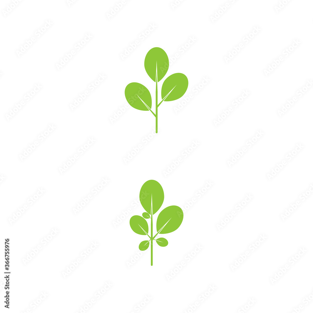 Moringa leaf Logo Template vector Moringa leaf Logo Template vector