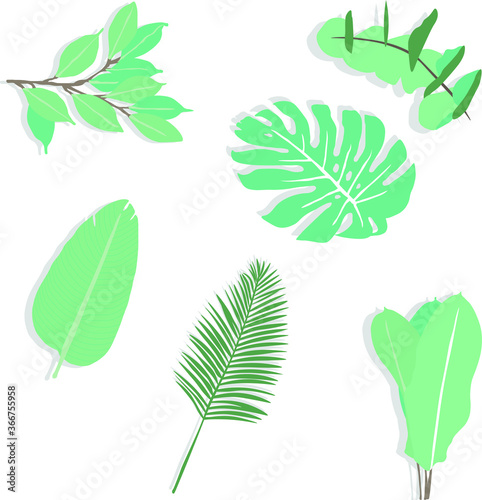 Vector of green tropical leaves with Adam's rib, camelia leaves, palm leaf, strelitzia and heliconia leaves