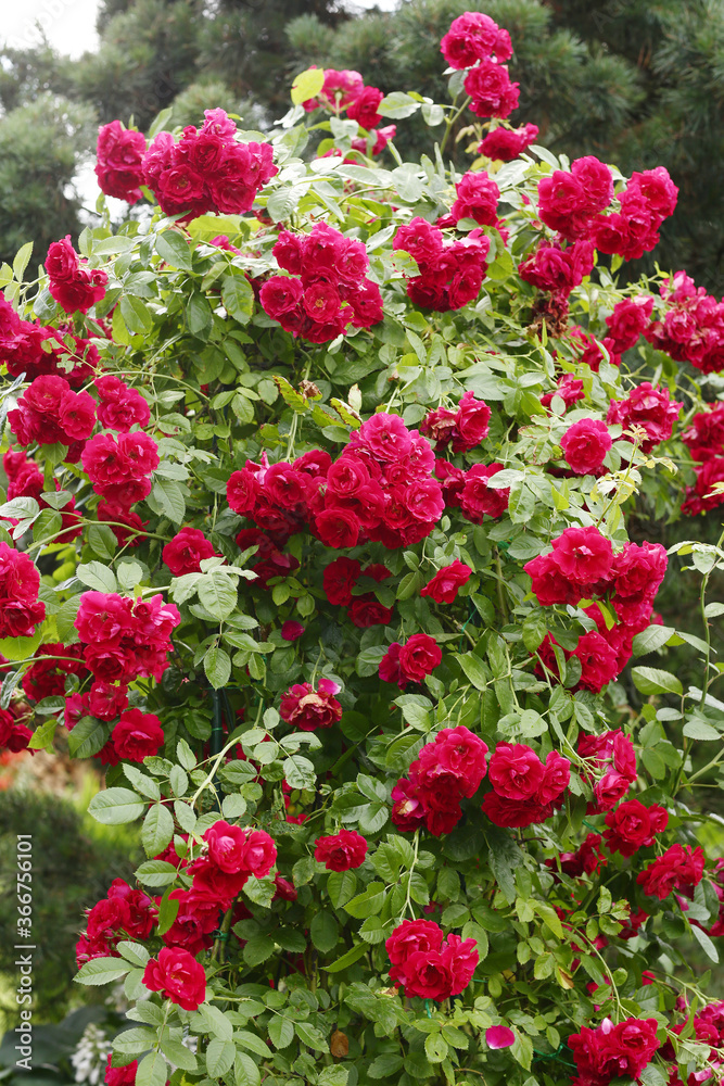 beautiful formal garden with red wattled rose on country house background