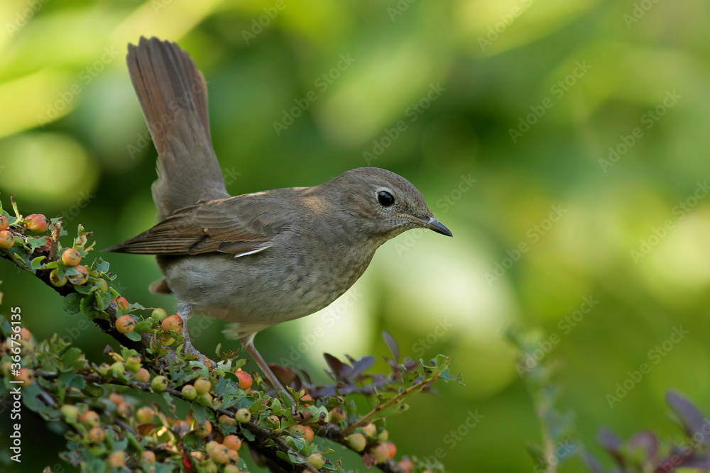 Fototapeta premium robin on a branch
