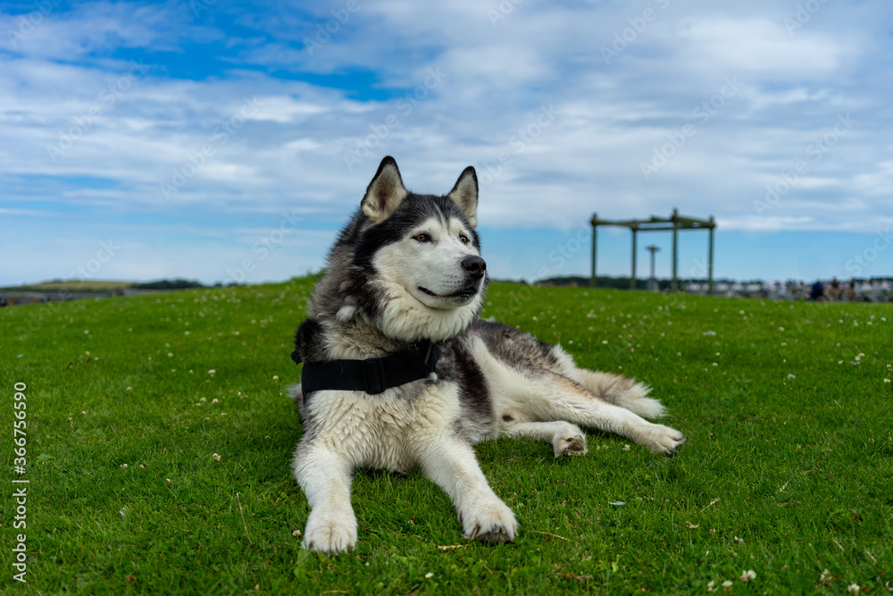 Siberian Husky dog laying on grass with bright blue sky with light cloud coverage 