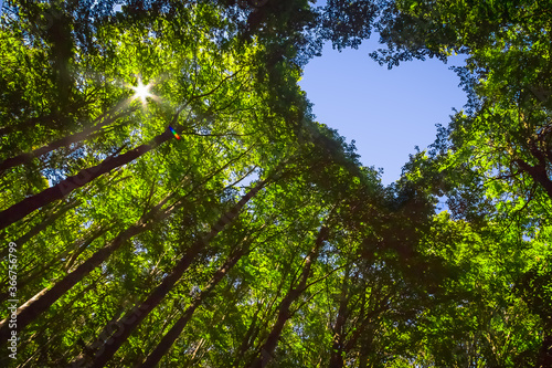 The Canopy of this Forest has a Heart Shaped Hole showing Blue Sky photo