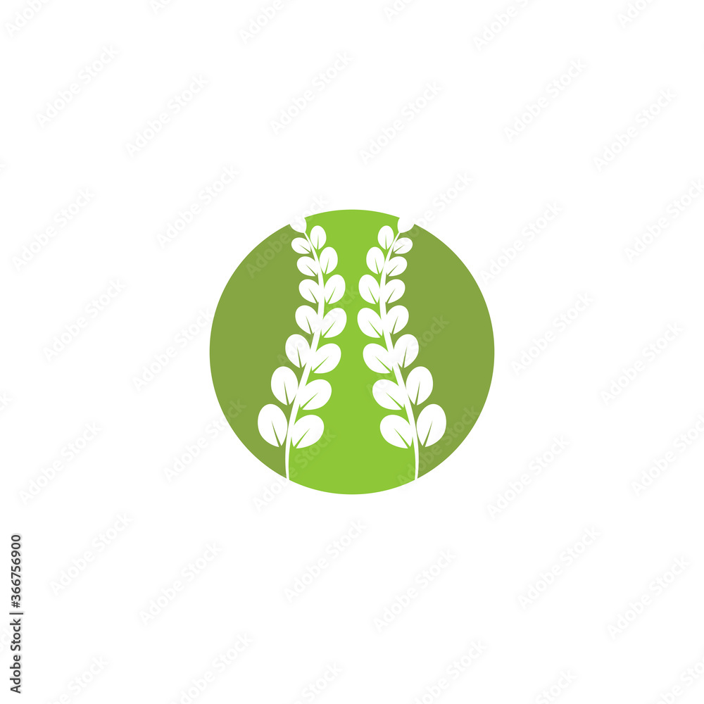 Fototapeta premium Moringa leaf Logo Template vector