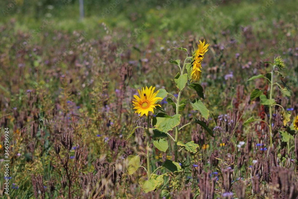 blühende sonnenblumen in einem wildblumenfeld blühende sonnenblumen in einem wildblumenfeld