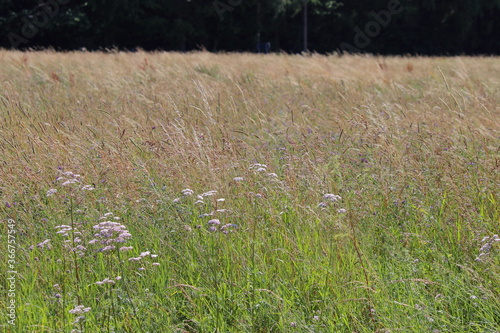 Kornfeld mit Gräsern und Wildblume im Vordergrund