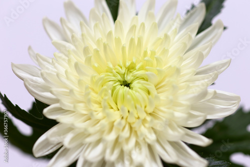 close up of white chrysanthemum on pale purple background